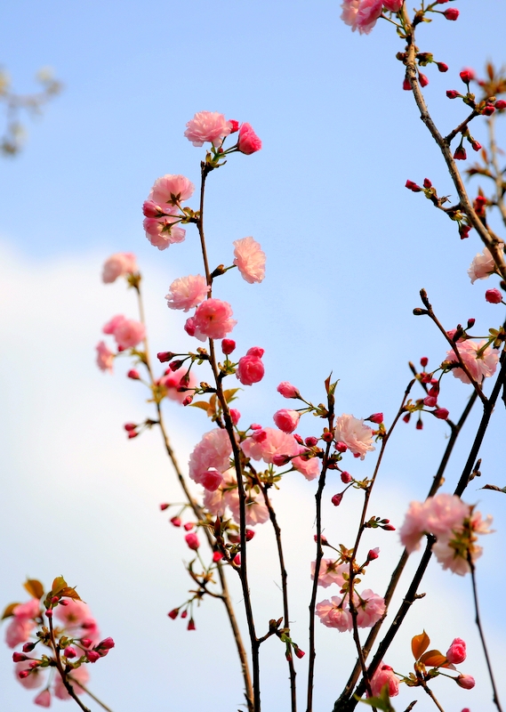 Những bông anh đào bung sắc giữa đất trời Yên Tử mùa xuân.