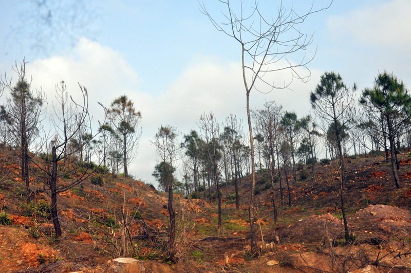 ...tuy nhiên, nhiều diện tích rừng thông trên địa bàn thành phố không được chăm sóc, bảo vệ nên đã bị cháy.
