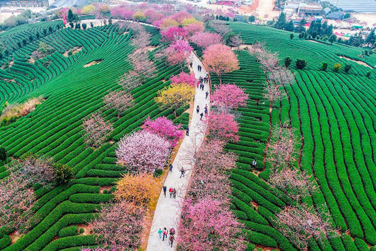  Mùa xuân của Trung Quốc khá giống với Nhật Bản nên hiện tại khắp nơi tại đất nước này cũng ngập tràn hoa anh đào. 