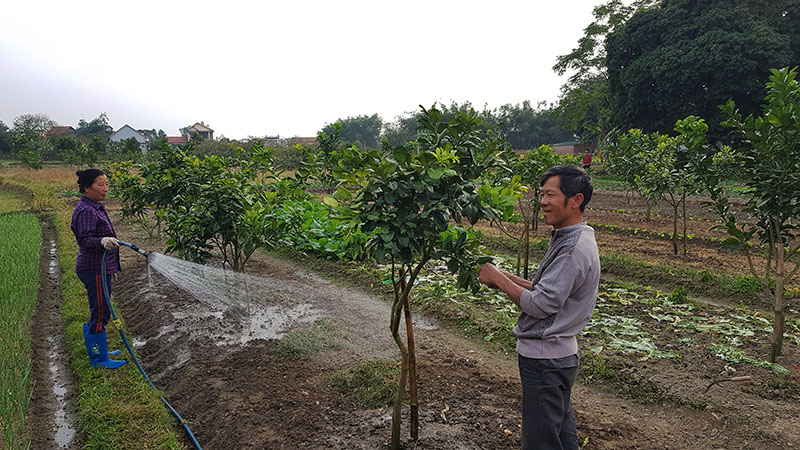 xây dựng vườn mẫu nông thôn mới tại xã Quảng Minh đang dem lại hiệu quả kinh tế cho người nông dân.