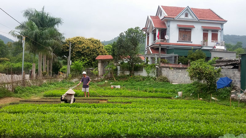 Mô hình trồng cây keo giống của gia đình ông Phạm Văn Thuận, thôn 7, xã Hạ Long.