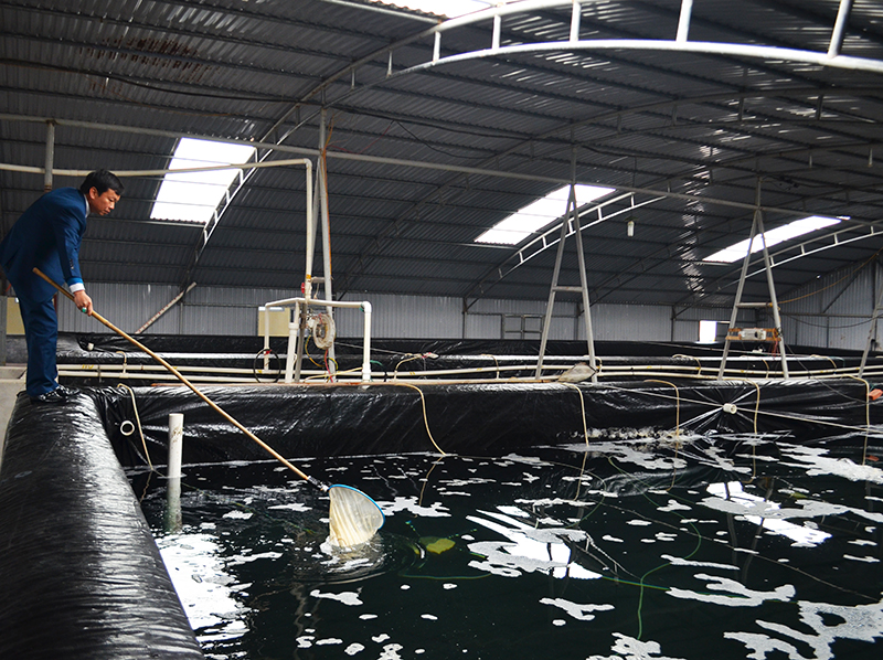 Trong dịp thả giống thủy sản lần này, Công ty TNHH Phương Anh sẽ hỗ trợ 10.000 con cá rô phi 