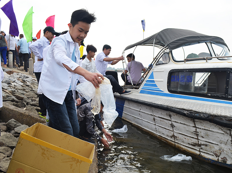 để đảm bảo môi trường, người dân khu vực bến Giang đã thu vớt túi bóng sau thả cá