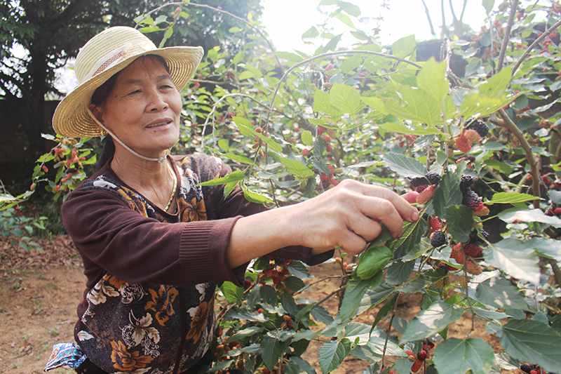 Vườn dâu của gia đình bà Hoàng Thị Lưu đang cho thu hoạch