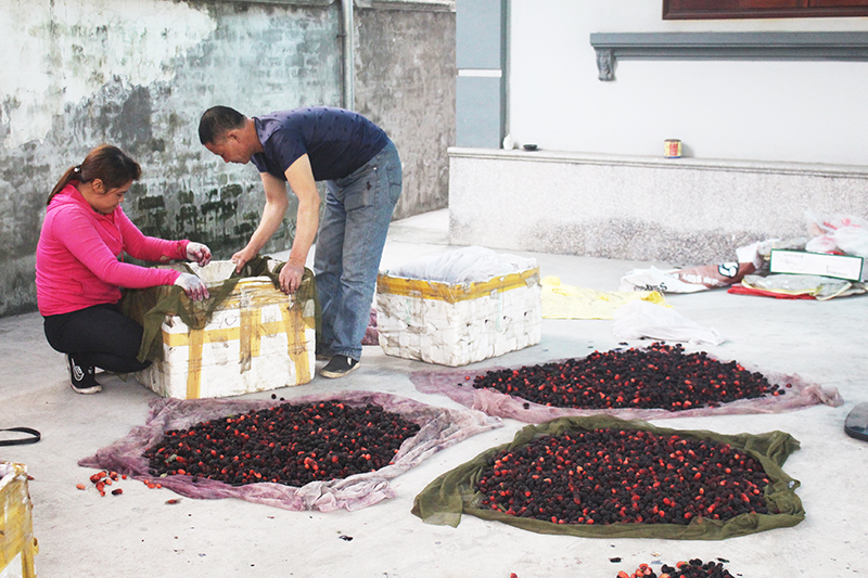 Thương lái ở các tỉnh lân cận về Tràng An (Đông Triều) thu mua quả dâu