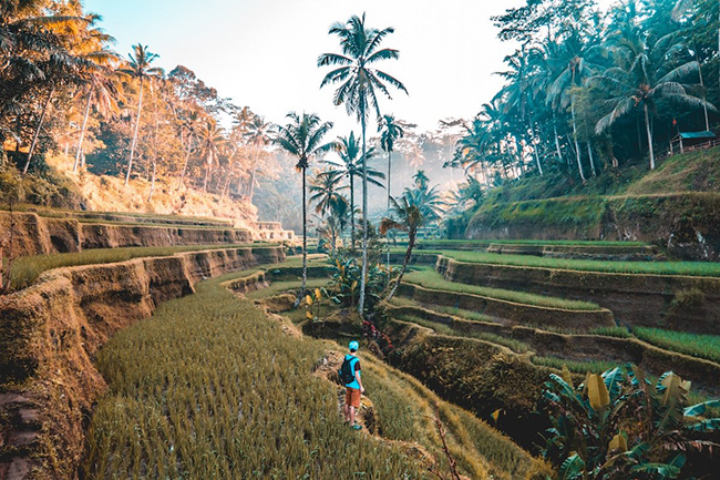 Indonesia: Indonesia đứng trong top 10 quốc gia đẹp nhất thế giới, với vô số hòn đảo, những dãy núi hùng vĩ và vẻ đẹp thanh bình ở những ruộng lúa tại Tegallang.