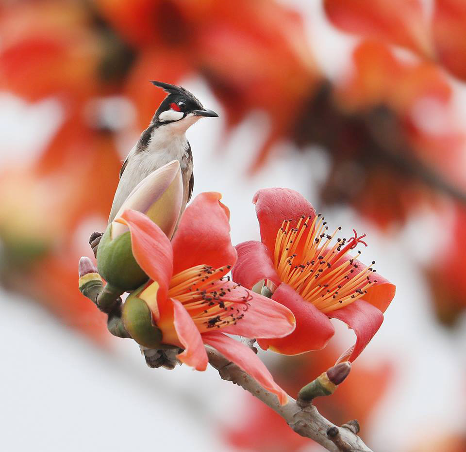 Một chú chim bình thản đậu trên cành hoa gạo tạo nên bức ảnh đẹp khiến nhiều người yêu thích. Ảnh: Vũ Minh Quân.
