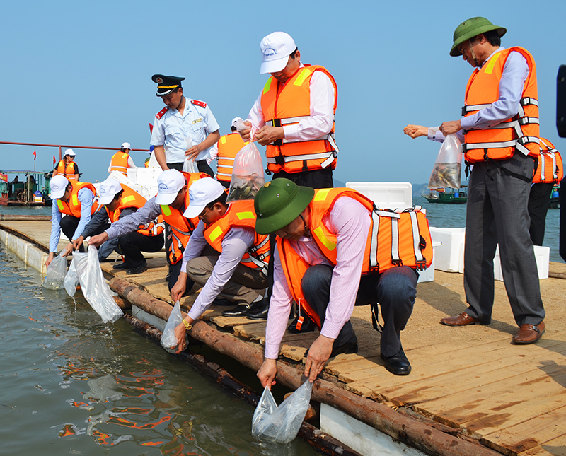 Thả các loại cá song, rìa, vược về vùng nước biển tại xã Hạ long, huyện Vân Đồn.