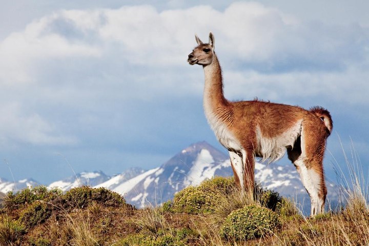   Vườn quốc gia Patagonia, Cộng hòa Chile là một trong những vườn quốc gia mới nhất của thế giới. Trước đó, đây là vùng đất tư được sở hữu bởi tổ chức Tompkins Conservation, tổ chức này được thành lập bởi Doug Tompkins, nhà sáng lập hãng thời trang The North Face, cùng với vợ của mình, Kristine McDivitt Tompkins.