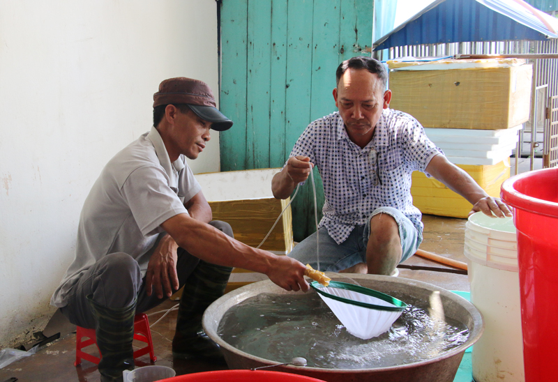 Ông Trần Minh Hàn (bên phải) đang kiểm tra chất lượng giống tôm trước khi xuất bán.