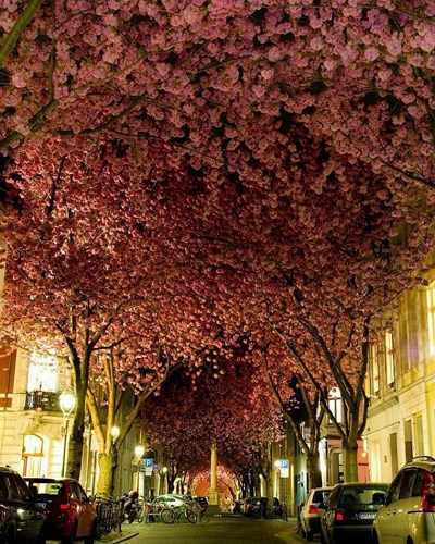   Heerstrabe, Bonn, Đức: Heerstrabe luôn nằm trong danh sách những con đường đẹp nhất thế giới với những cây hoa anh đào nở rộ dọc hai bên đường.