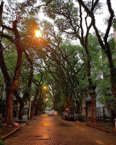   Rua Goncalo de Carvalho, Porto Alegre, Brazil: Những hàng cây Tipuana được trồng vào những năm 30 của thế kỷ 20 đã tạo nên không gian xanh ấn tượng cho Porto Alegre. 
