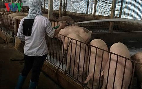 Giá lợn miền Nam dao động từ 29.000 - 34.000 đồng/kg. (Ảnh minh họa: Dân Việt)