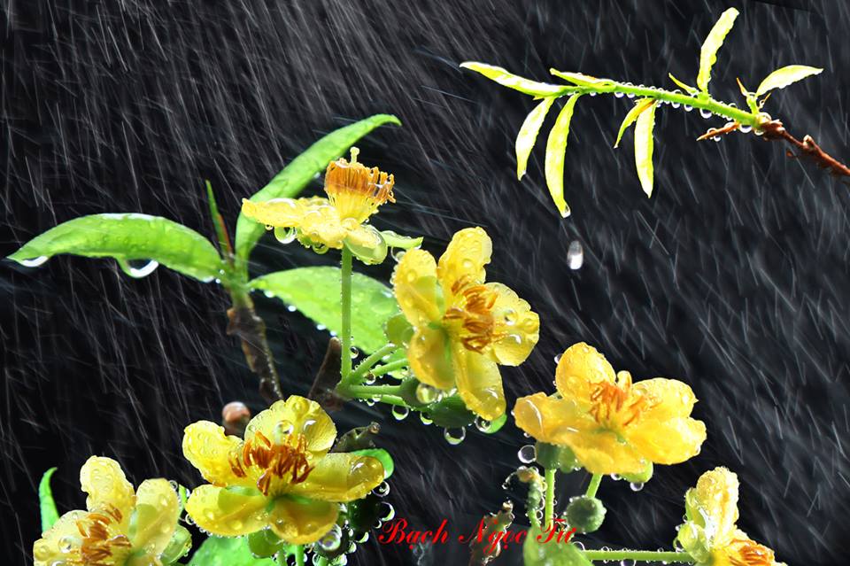 Mai vàng Yên tử là loài hoa đặc biệt có 6 cánh và màu rất lâu phai.