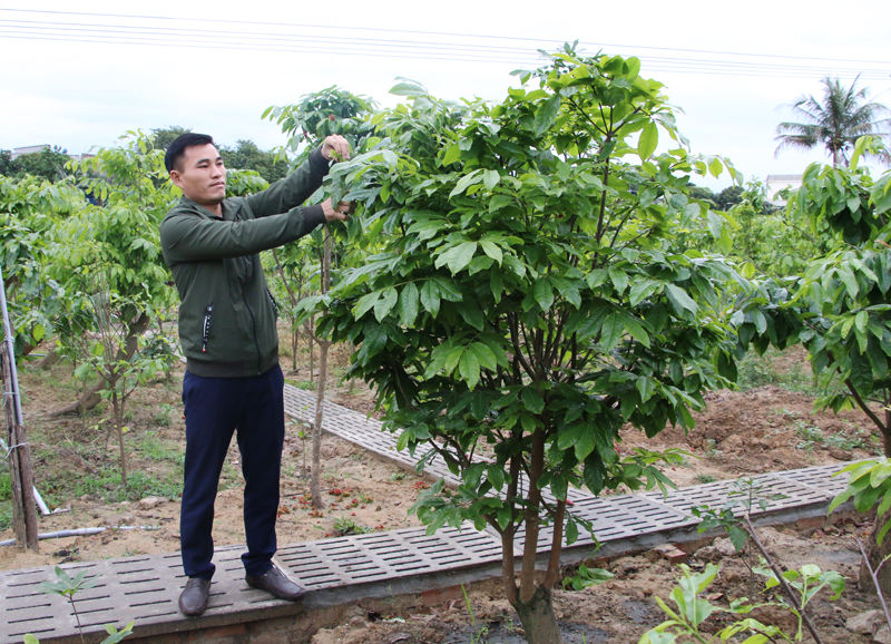 Anh Phạm Văn Hoàn chăm sóc cây Mai vàng Yên Tử tại trang trại của gia đình.