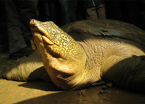Bức ảnh chụp rùa Hoàn Kiếm (Rafetus swinhoei) được giải cứu sau vụ vỡ đập Đồng Mô, Hà Nội vào năm 2008. Ảnh: Timothy McCormack/ATP.
