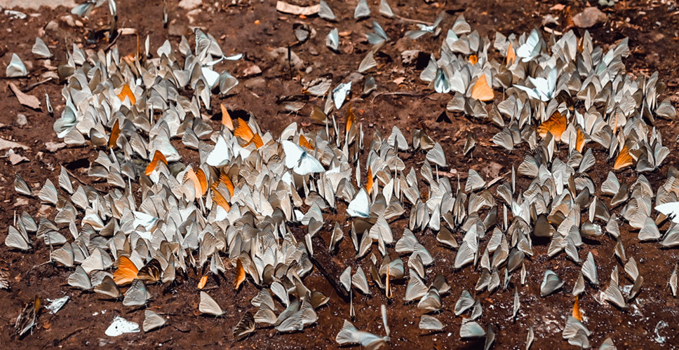  Những con bướm có đủ mọi sắc màu từ trắng cho đến xanh lam, nâu đất, hồng phấn… khiến bức tranh Cúc Phương trở nên lung linh, huyền ảo. 