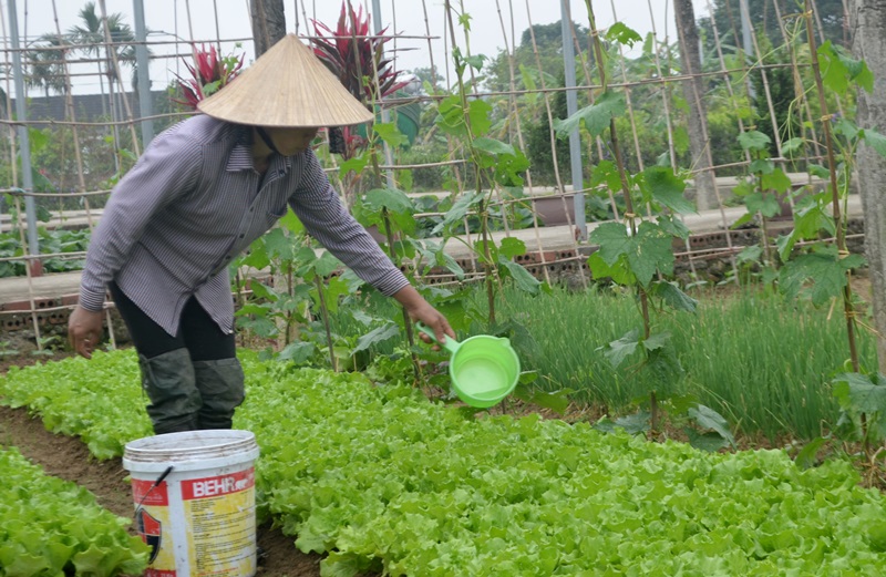 Trồng rau an toàn đang mang lại thu nhập cao cho các hộ nông dân. (Ảnh nông dân thôn 4, xã Quảng Minh chăm sóc rau an toàn).
