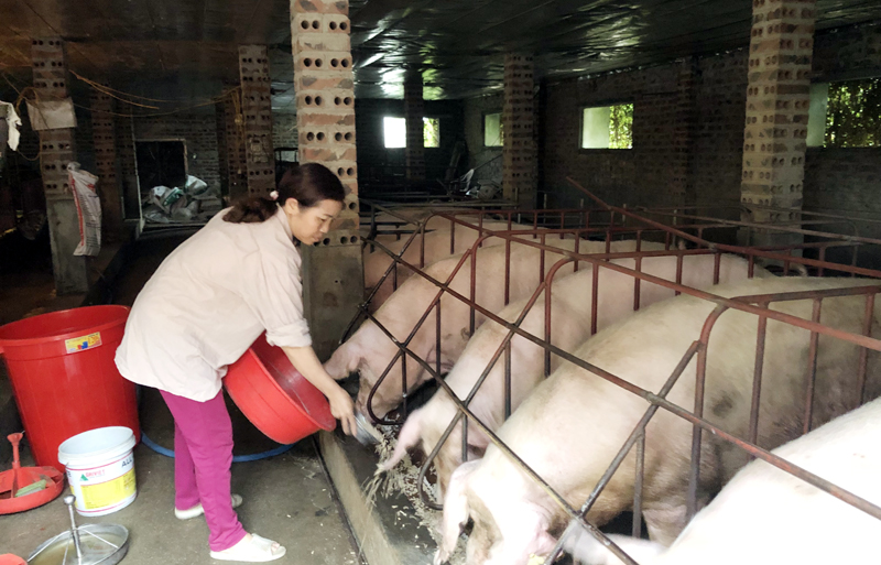 Mô hình nuôi lợn theo quy trinh khép kín của gia đình anh Nguyễn Văn Thành