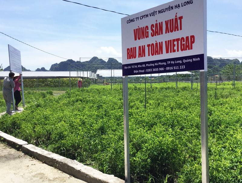 Công ty Việt Nguyễn sản xuất theo quy trình VietGAP
