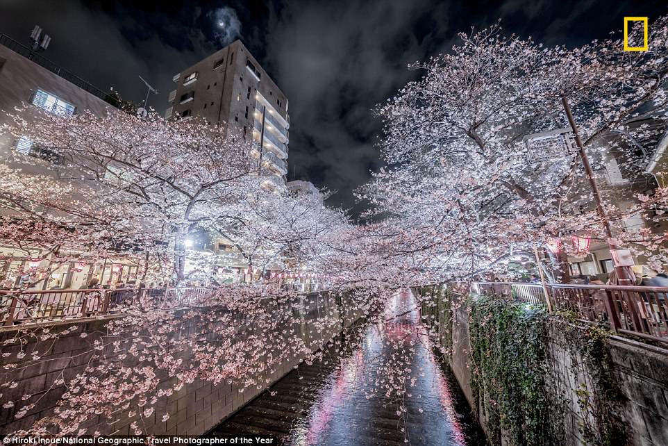 Bức ảnh rừng hoa anh đào rực rỡ vào ban đêm ở quận Nakameguro ở thủ đô Tokyo, của nhiếp ảnh gia Hiroki Inoue.