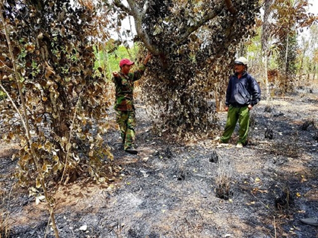 Vườn hồ tiêu của gia đình anh Trần Da bị cháy rụi.