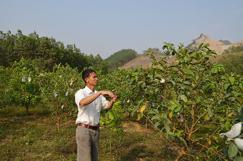 Ông Nguyễn Đình Giang, thôn Trại Me, xã Sơn Dương chăm sóc vườn cây ăn quả của gia đình.