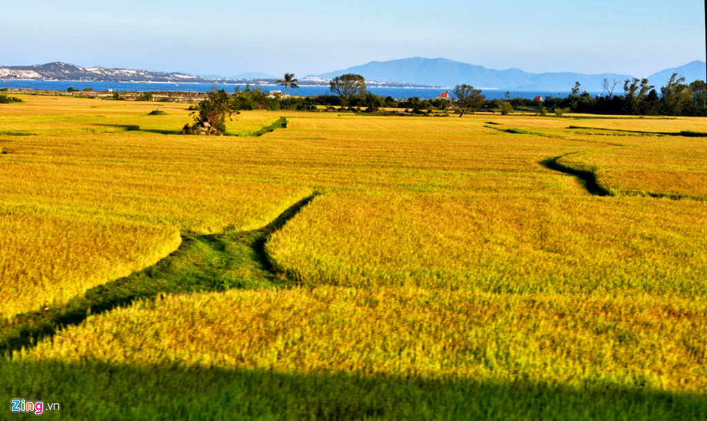 Cánh đồng lúa trĩu vàng bên bờ biển xanh biêng biếc tạo nên khung cảnh thơ mộng, thanh bình ở vùng duyên hải miền Trung.