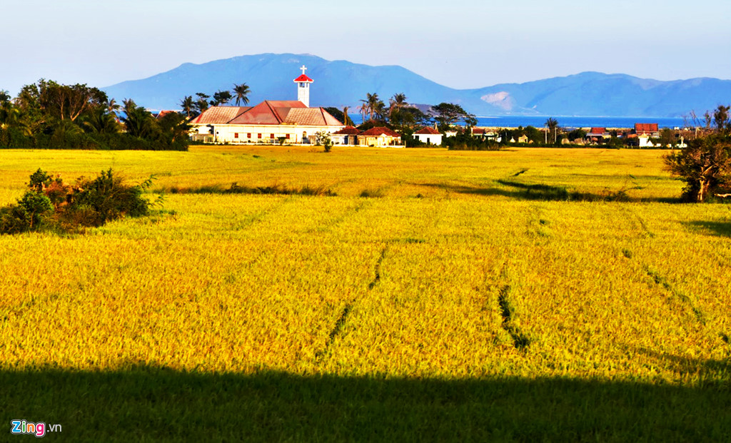 Nhà thờ cổ kính bên đồng lúa trĩu vàng ở vùng ven biển Khánh Hòa.