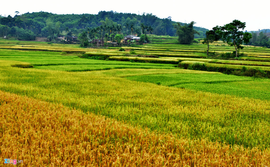 Ruộng lúa ngả màu chín vàng trong buổi chiều trung du ở Quảng Ngãi.
