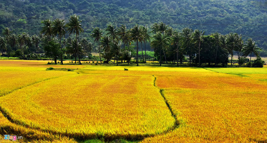 Ô ruộng lúa tuyệt đẹp ở Phú Yên.