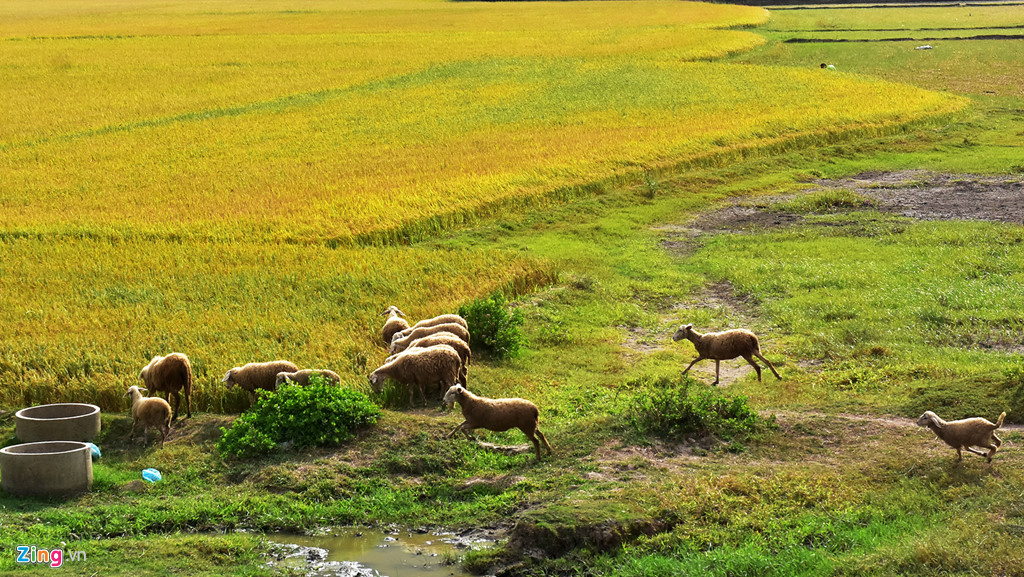Đàn cừu đi kiếm ăn bên cánh đồng vàng ở Ninh Thuận.
