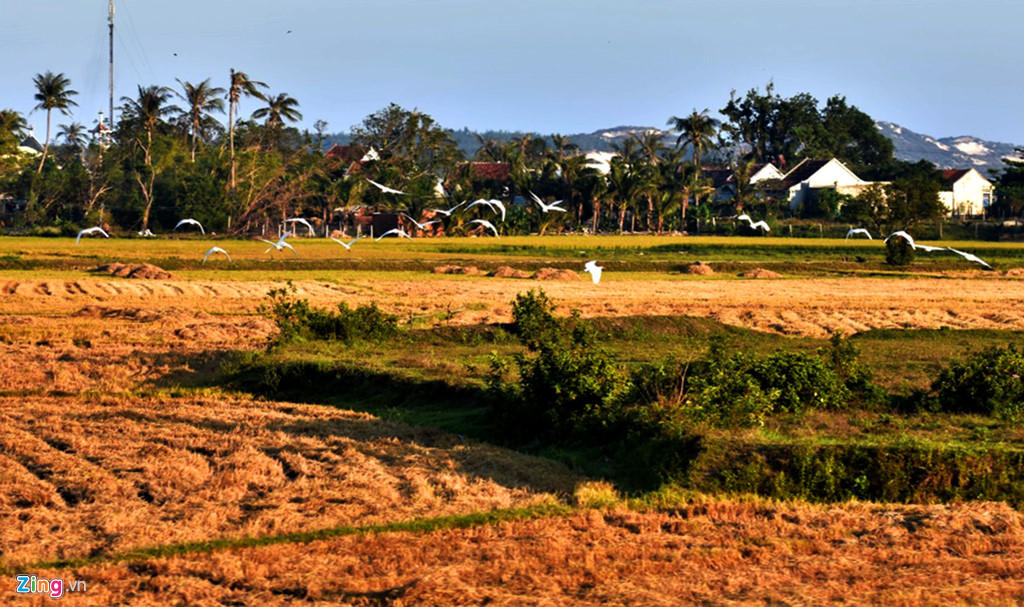 Đàn cò tung cánh bay đi kiếm ăn trên đồng mở ra phong cảnh miền quê mộc mạc gieo vào lòng du khách cảm giác thanh bình khó thể nào quên ở vùng đất Nam Trung Bộ.
