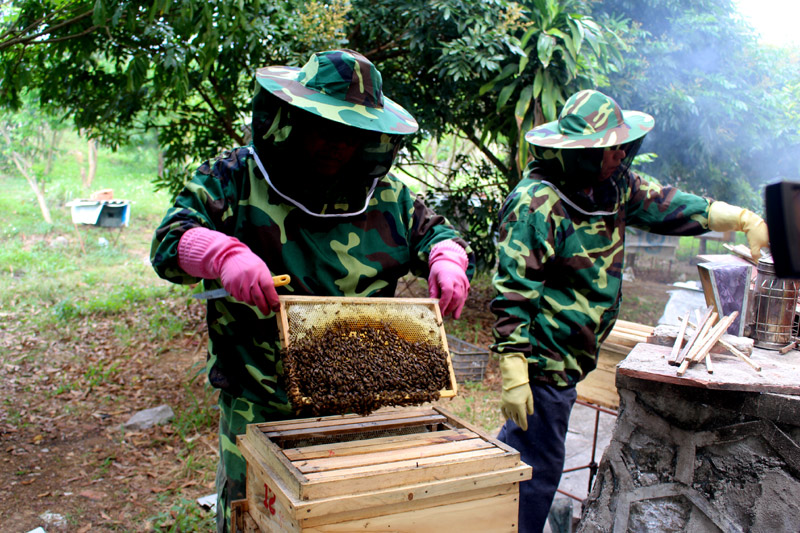Ông Lương Ngọc Phú kiểm tra cầu ong chuẩn bị đưa ra quay mật.