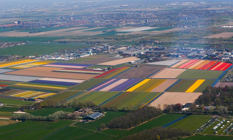 Trong tiết trời tháng 4, hoa tulip trên những cánh đồng gần công viên Keukenhof nở rộ, thu hút nhiều du khách ghé thăm.