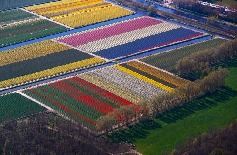 Không chỉ được thưởng lãm vẻ đẹp của hàng trăm loài hoa tulip, đến với công viên Keukenhof, bạn còn có thể mua các giống hoa về trồng, học cách chăm sóc cũng như nghệ thuật cắm hoa.