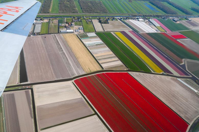 Vẻ đẹp của những cánh đồng hoa tulip ở Hà Lan.