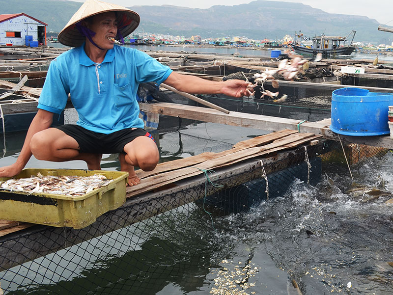 Theo Hiệp hội Nuôi biển Việt Nam, quy trình nuôi cá lồng bè bằng nguồn thức ăn cá tạp sẽawanhr hưởng xấu tới môi trường và sự phát triển của đối tượng nuôi