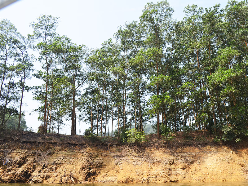 Rừng suy giảm mật độ, cây thưa, lá vàng, giảm khả năng giữ nước và chống xói mòn đất, trong khi đó tiêu chí của rừng phòng hộ đầu nguồn buộc phải đa tầng, đa tán, mật độ che phủ lớn.