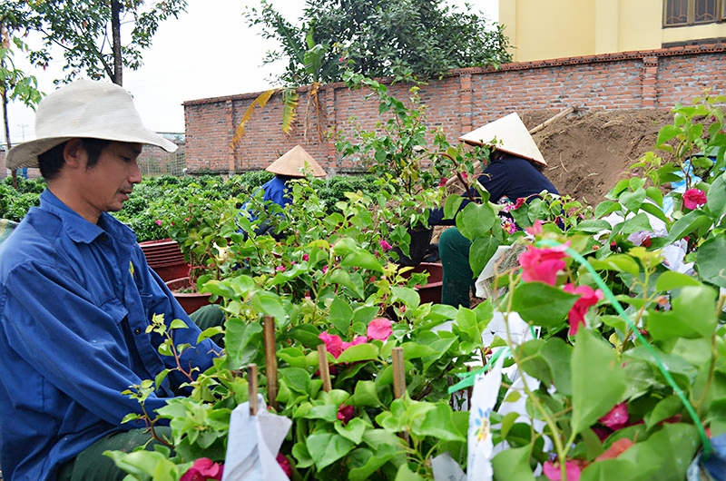 Hiện thành phố Uông Bí đã chuẩn bị một phần cây hoa giấy giống