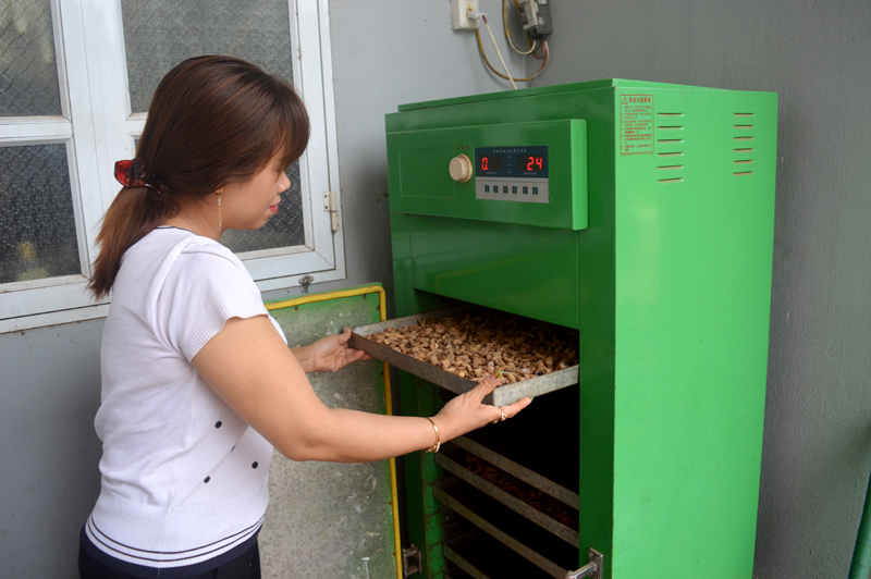 Chị Nguyễn Thị Thơ, chủ HTX kinh doanh dịch vụ lâm sản ngoài gỗ Ba Chẽ đưa ba kích tím vào máy sấy, đảm bảo độ khô cho sản phẩm trước khi chế biến. 