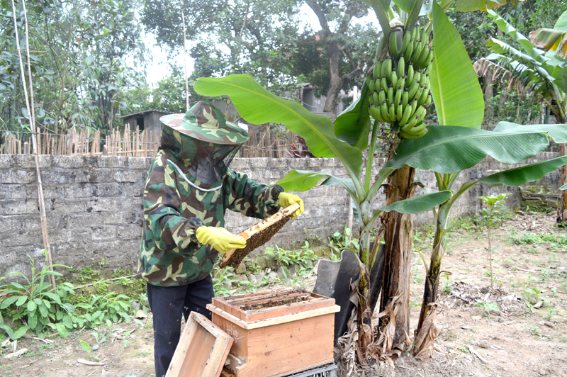 Người dân TP Uông Bí nuôi ong mật làm nguyên liệu cho sản phẩm OCOP