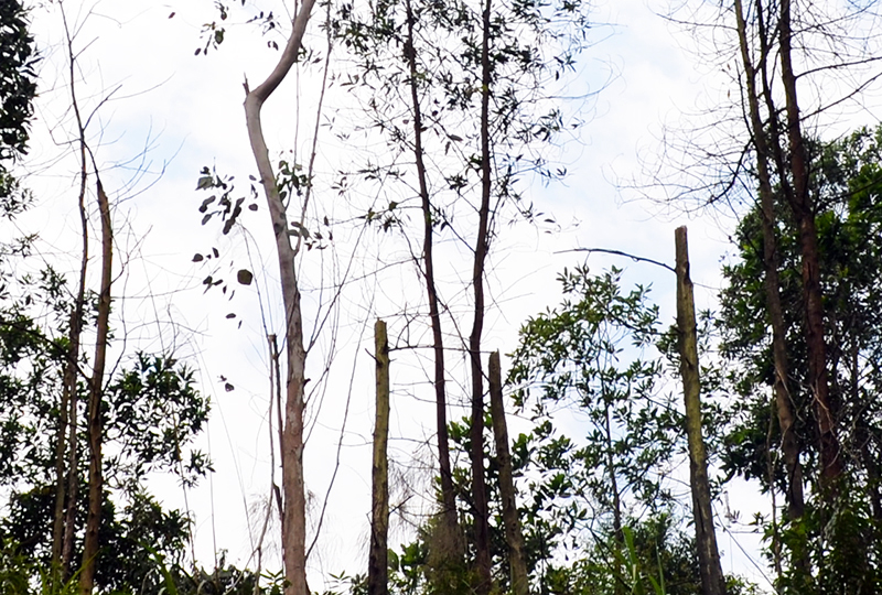 Theo đánh giá của Chi cục Kiểm lâm Quảng Ninh, nguyên nhân chính khiến nước hồ Cao Vân cạn là phần lớn rừng đầu nguồn của hồ là rừng keo già, cây tự thoái hóa, sâu bệnh dẫn đến chết khô hoặc đổ gãy.
