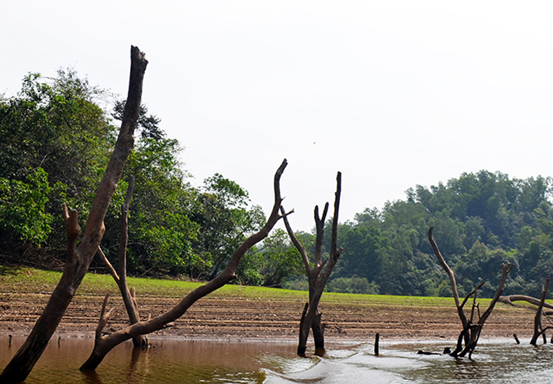 Đây là vị trí trũng nhất của lòng hồ, nước thường ngập trên các thân cây khô từ 2 - 3m, thế nhưng thời điểm này các thân cây trồi rất cao lên mặt nước.