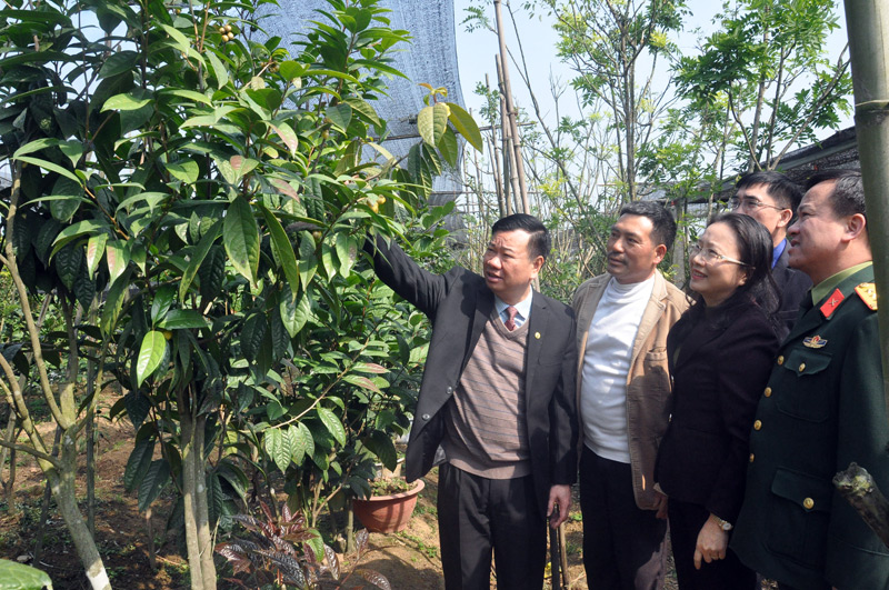 Lãnh đạo tỉnh và huyện Hải Hà tham quan vườn trà hoa vàng của gia đình anh Lê Mạnh Quy, thôn 5, xã Quảng Minh.
