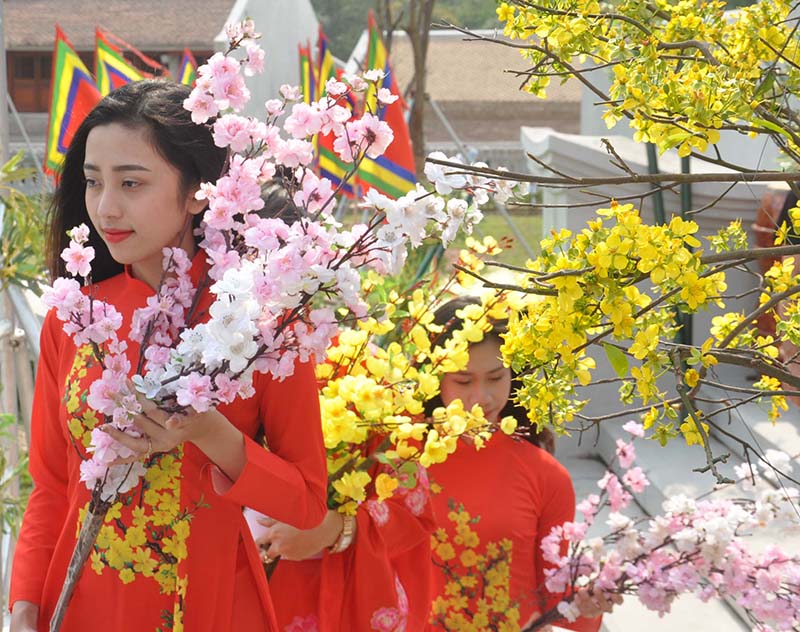 Dưới chân Yên Tử, quê hương của loại hoa mai vàng Yên Tử, du khách hào hứng tham gia lễ hộ Hoa Anh đào - Mai vàng Yên Tử