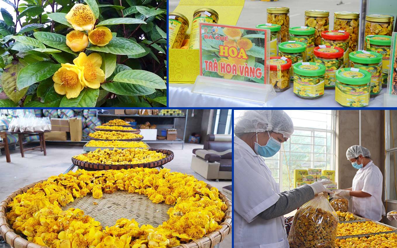 Sản phẩm Trà hoa vàng là một trong những sản phẩm chủ lực của tỉnh.