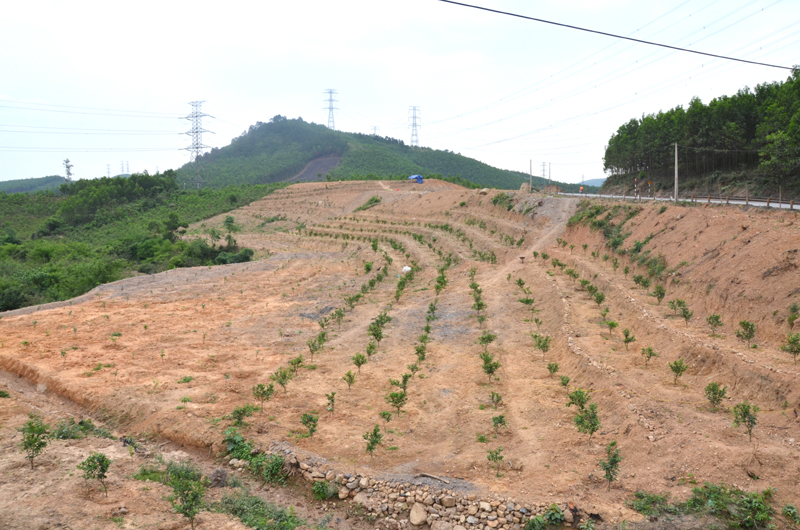 Bên cạnh trồng rừng sản xuất, nhiều khu vực đồi thấp đang được người dân xã Sơn Dương, huyện Hoành Bồ cải tạo trồng cây ăn quả