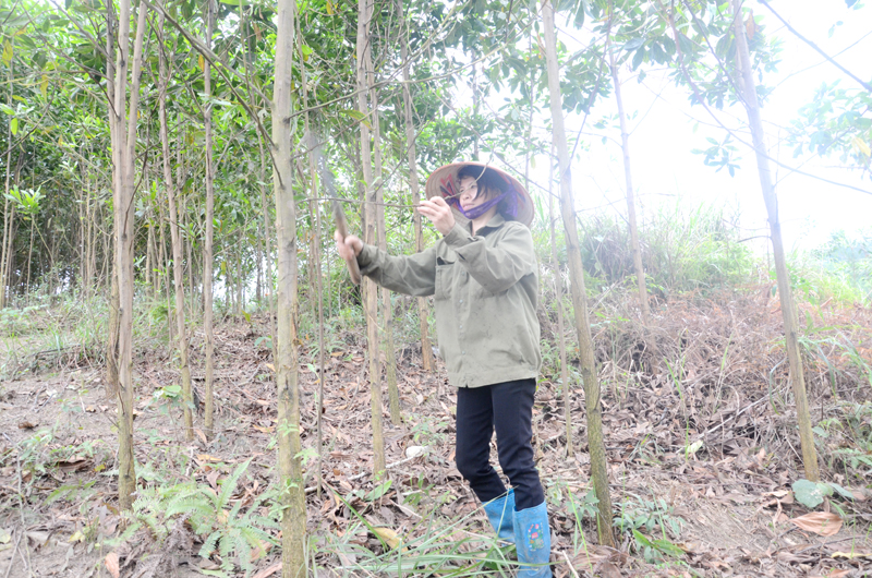 Chị Nguyễn Thị Xuyên, thôn Tân Ốc 1, xã Đồng Sơn, huyện Hoành Bồ chăm sóc diện tích đất trồng keo của gia đình.