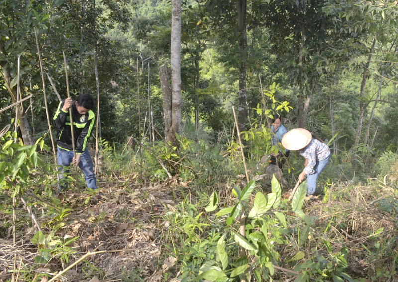 Trồng cây ba kích dưới tán rừng tự nhiên tại xã Đồng Sơn, huyện Hoành Bồ. Ảnh: Phương Thúy